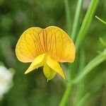 Lathyrus annuus Flower