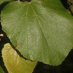 Vitis tiliifolia Plod