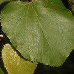 Vitis tiliifolia 果実