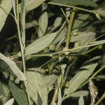 Sida rhombifolia Blatt