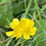 Ranunculus flammula Blomst