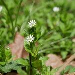 Stellaria crassifolia Хабит