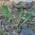 Bupleurum rigidum Leaf