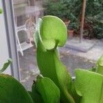 Sarracenia purpurea Lehti