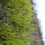 Erica reunionensis Feuille