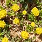 Anthemis rigida Leaf