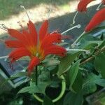 Aeschynanthus everettianus Цветок