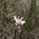 Cyperus niveus Λουλούδι