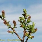 Salix caesia Mosusu