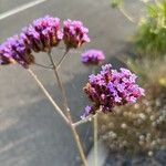 Verbena brasiliensis Flower