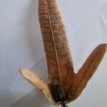 Carpinus betulus Lapas