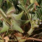 Astragalus epiglottis autre