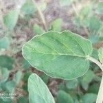 Boerhavia diffusa Leaf