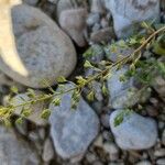 Veronica anagalloides Fruit