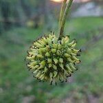 Liquidambar orientalis Frukt