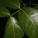 Mora oleifera Leaf