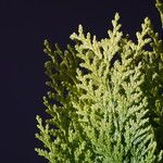 Chamaecyparis thyoides Leaf