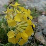 Erysimum rhaeticum Flower