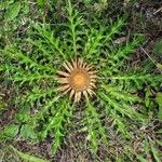 Carlina acanthifolia Bloem