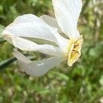 Narcissus poeticus Kvet