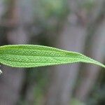 Boehmeria penduliflora Leaf