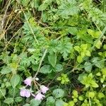 Erodium ciconium 整株植物