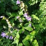 Campanula trachelium Habitus