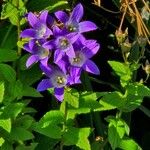 Campanula lactiflora फूल