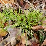 Psilotum nudum Leaf