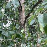 Alnus cordata Rusca
