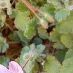 Erodium corsicum Meyve