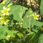 Bryonia verrucosa Flor