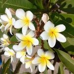 Plumeria albaFlors