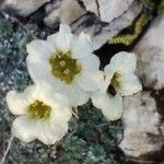 Saxifraga caesiaFlower