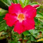 Adenium obesumFlower