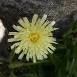 Hieracium berardianum Λουλούδι