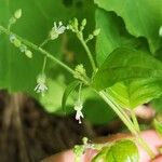 Circaea canadensis Fleur