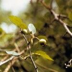 Malus angustifolia عادت