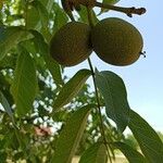 Juglans regiaফল