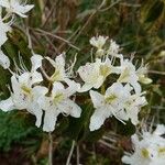 Rhododendron augustinii Flower