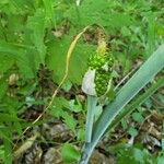 Arisaema dracontiumFrukt