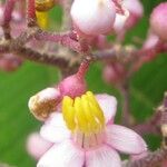 Conostegia subcrustulata Flower