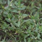 Polygonum arenastrum Leaf