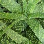 Aloe lateritia Levél