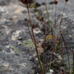 Juncus triglumis Elinympäristö