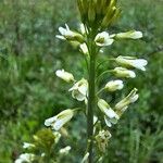 Turritis glabra Flower