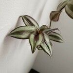 Tradescantia zebrina Blatt