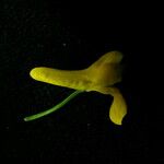 Corydalis juncea Flower