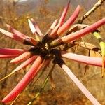 Erythrina flabelliformis പുഷ്പം