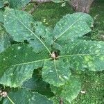 Quercus pontica Blatt